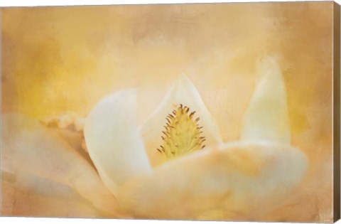 Framed Late Magnolia 2 Print