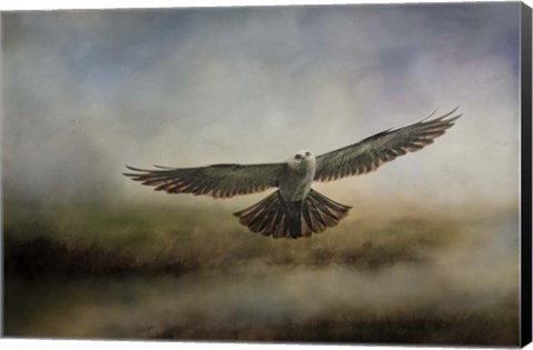 Framed Mississippi Kite In The Marsh Print