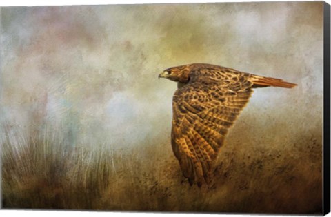 Framed Stealthy Hunter Print