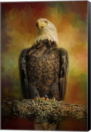 Framed Bald Eagle In Autumn Print