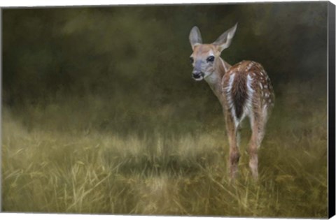 Framed Tiny Fawn In The Meadow Print