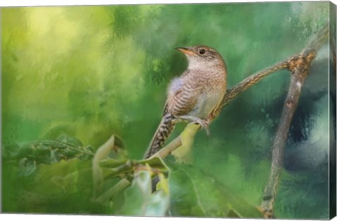 Framed Wren In The Garden Print