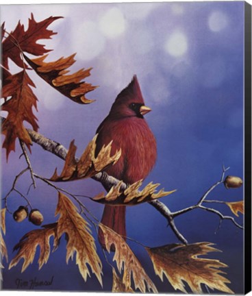 Framed Cardinal Print