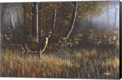 Framed Morning Whitetail Print