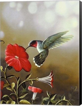Framed Ruby Throated Hummingbird Print