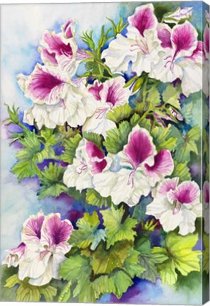 Framed Regal Geranium Print