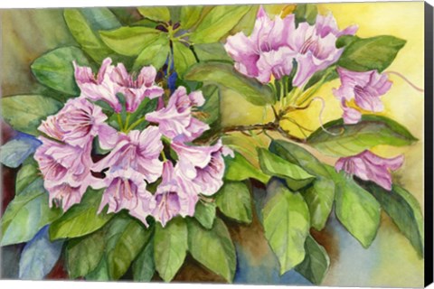 Framed Pink Sunlit Azalea Print