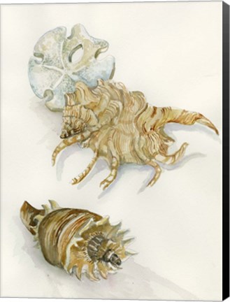 Framed Shell Study Print