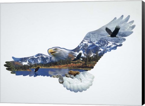 Framed Eagle Print