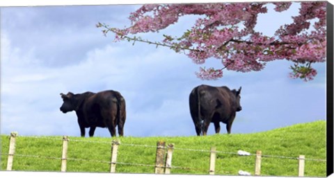 Framed Cows Print