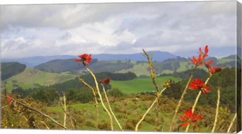 Framed New Zealand 5 Print