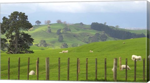 Framed New Zealand 7 Print