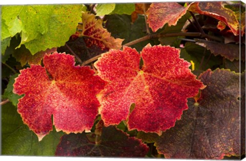 Framed Autumn Leaves 2 Print