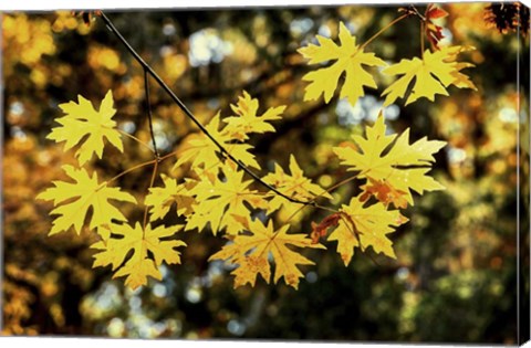 Framed Luminous Leaves Print