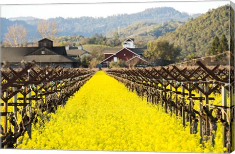 Framed Napa Valley in Winter Print