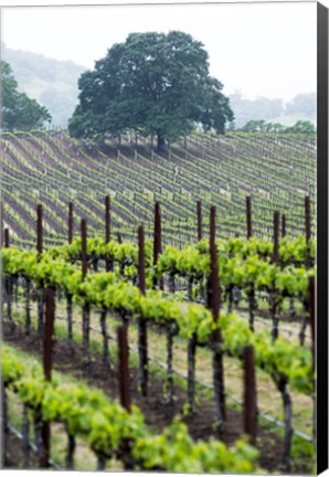 Framed Oak and Vines Print