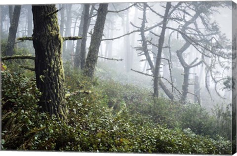 Framed Primeval Woods Print