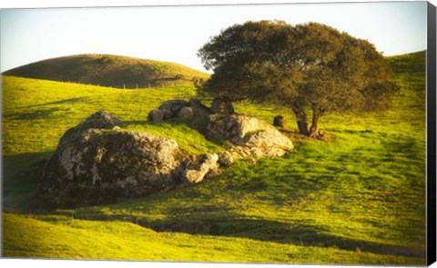 Framed Rock and Tree Print