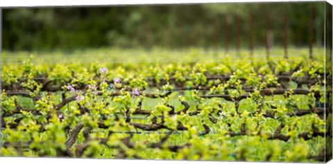 Framed Signs of Spring Print