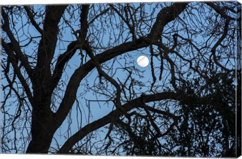 Framed Winter Moon Print
