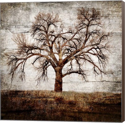 Framed Cottonwood Tree Part 1 Print
