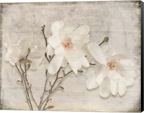 Framed Spring Magnolia Print