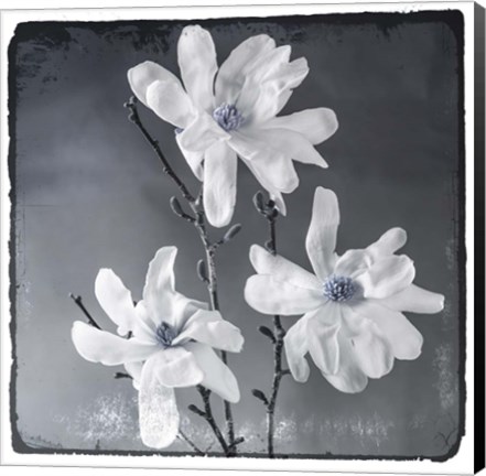Framed Blue Magnolia 2 Print