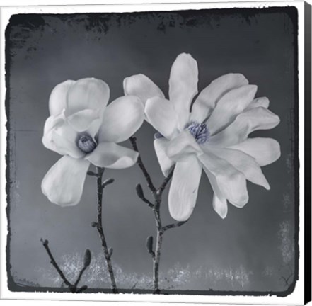 Framed Blue Magnolia 3 Print