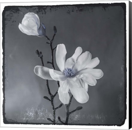 Framed Blue Magnolia Print