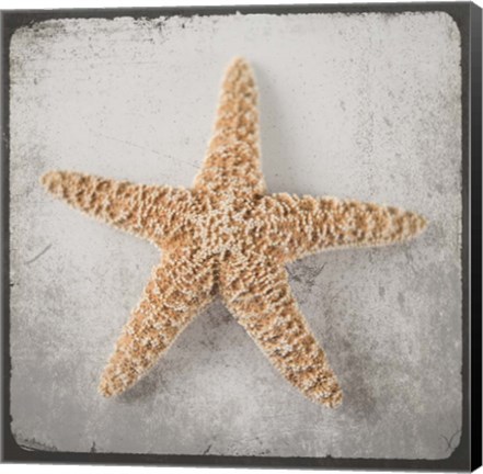 Framed Vintage Natuical Set 3 Print