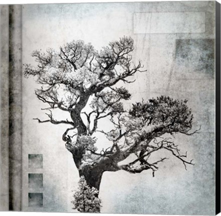 Framed August Tree 4 Print