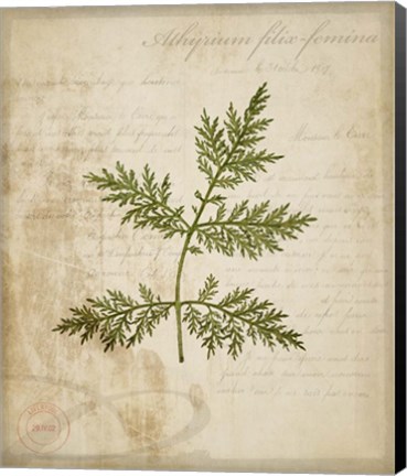 Framed Scientific Plant 1 Print