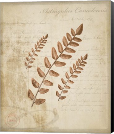 Framed Scientific Plant 2 Print