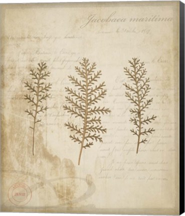 Framed Scientific Plant 3 Print