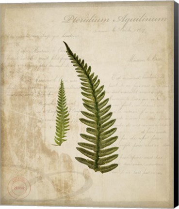 Framed Scientific Plant 5 Print