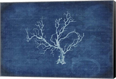 Framed Gypsy Blue Cyanotype V1 Print