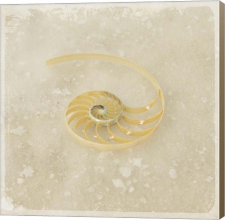 Framed Gypsy Sea Brown 5 Print