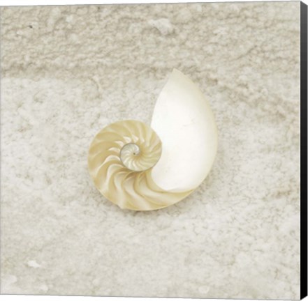 Framed Gypsy Sea Life 1 Print