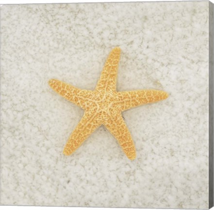 Framed Gypsy Sea Life 2 Print