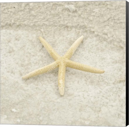 Framed Gypsy Sea Life 3 Print