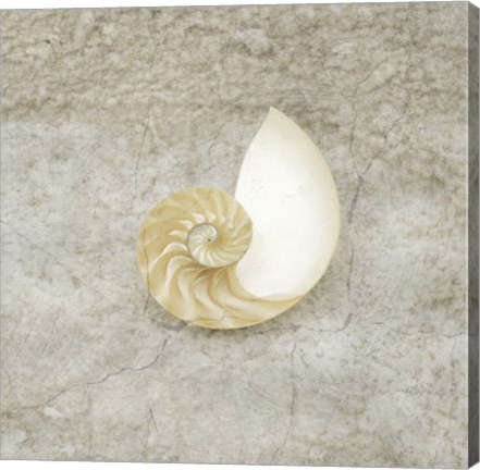 Framed Gypsy Sea Life V1 Print