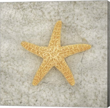 Framed Gypsy Sea Life V2 Print