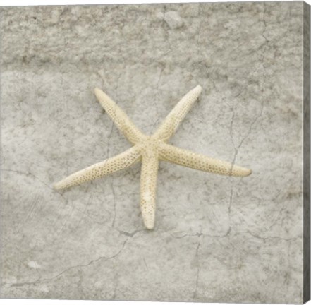 Framed Gypsy Sea Life V4 Print