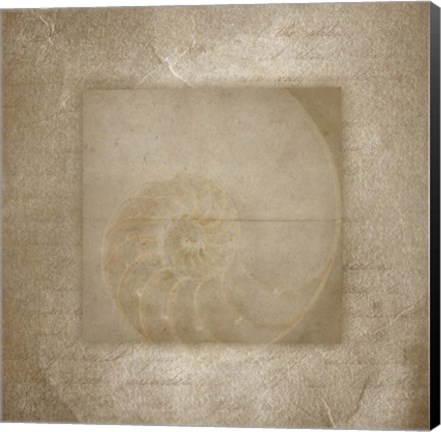 Framed Sea Life 2 Print