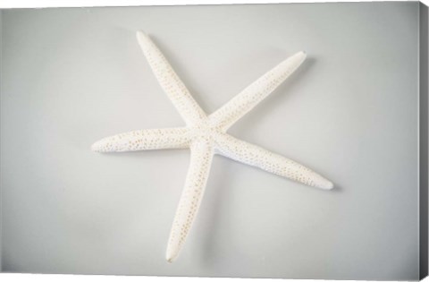 Framed Sea Star 1 Print