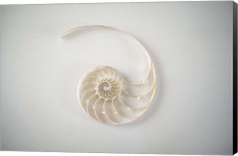 Framed Sea Star 2 Print