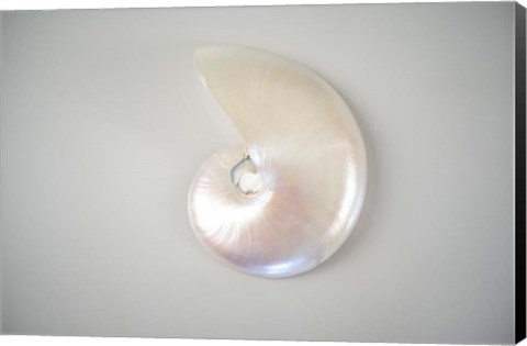 Framed Sea Star 3 Print
