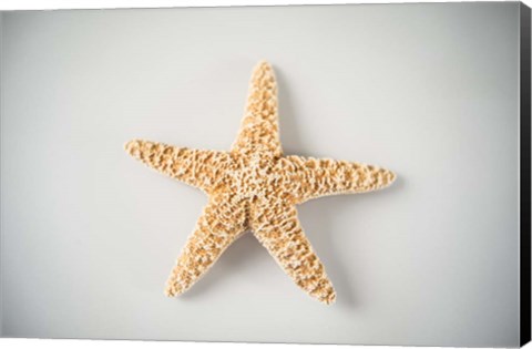 Framed Sea Star 4 Print