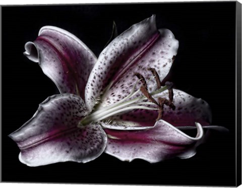 Framed Antiqued Lily Print