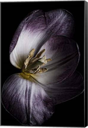 Framed Antiqued Tulip Print